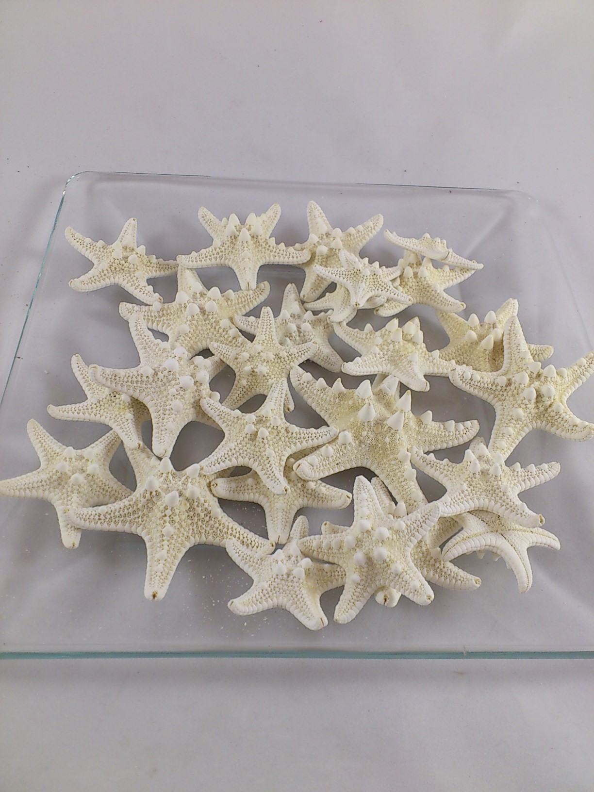 Starfish rhinoceros bleached 5-7 cm 25 p.